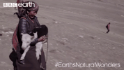 GIF by BBC Earth
