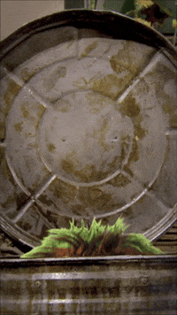 Whats Up Hello GIF by Sesame Street