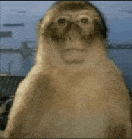 Thinking Monkey GIF