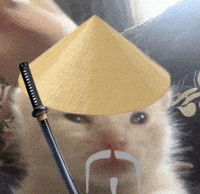 Chinese Cat GIF