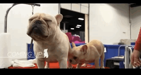 national dog show 2018 GIF by NBC