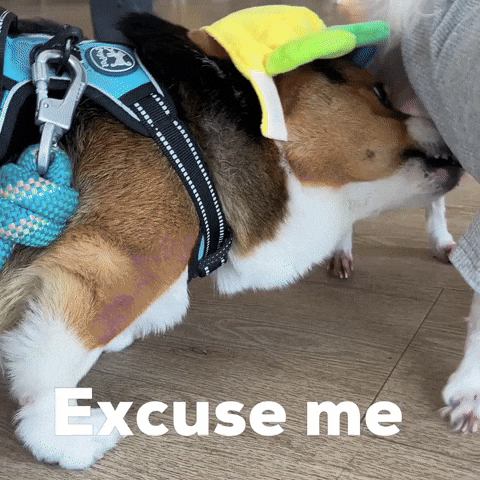 Excuse Me Dog GIF