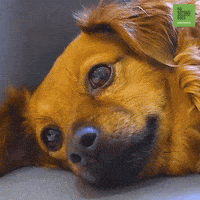 Dog Love GIF by 60 Second Docs