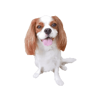 Cavalierkingcharlesspaniel Sticker