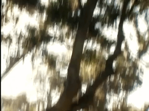 fools gold nicksplat GIF