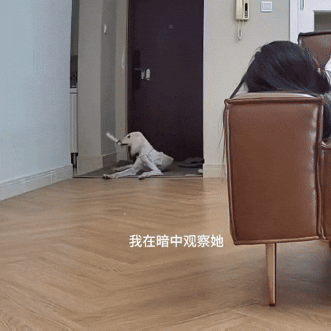 cuteanimalland giphyupload GIF