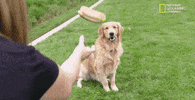 funny dogs GIF by Nat Geo Wild 