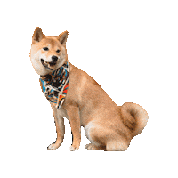 Star Wars Sticker by Geekster Pets