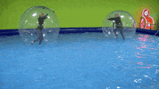 sum knows GIF