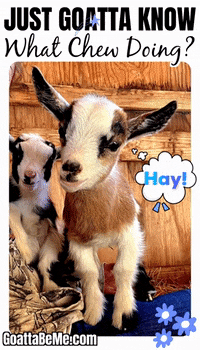 Whats Up Pets GIF by Goatta Be Me Goats! Adventures of Java, Toffee, Pumpkin and Cookie!