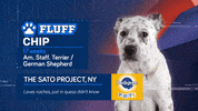 Animal Planet GIF by Puppy Bowl
