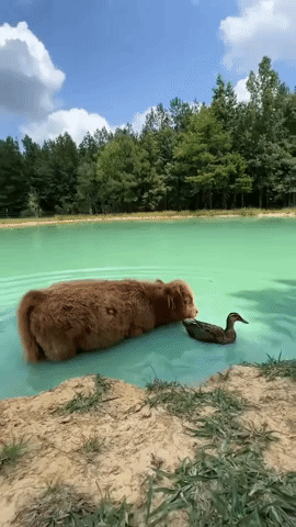 Miniature Cow and Duck Take a Dip Together