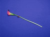 animation art GIF by Katy Beveridge