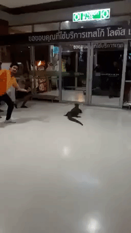 Monitor Lizard Scares Customers at Thai Grocery Store