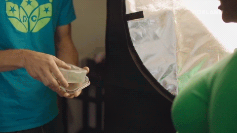 GIF by WEEDIQUETTE