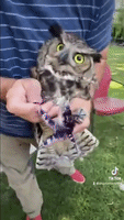 Wisconsin Couple Rescue Injured Owl