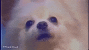 Stare Staring GIF by Mike Diva
