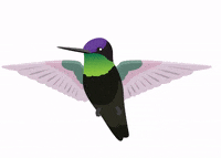 Bird Spring GIF