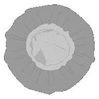 klavacurly haircare curly conditioner klavacurly Sticker