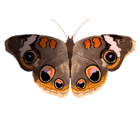 rikkipaepke fly butterfly wings bug Sticker