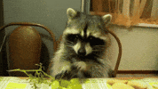 Thanks Eating GIF