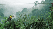 travel monkey GIF by Alaska Airlines