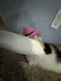 Cat GIF