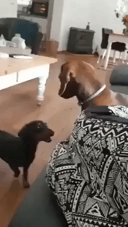 Enthusiastic Dachshund Just Wants to Play