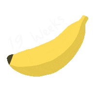 Pregnancy Weeks Sticker