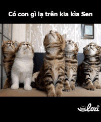 duong-gif13 GIF by Lozi Singapore Co.