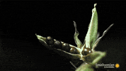 plants GIF by Digg