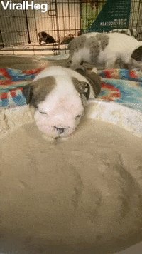 Young Pup Smacks On Soft Food GIF by ViralHog