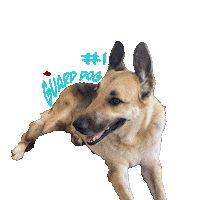 German Shepherd Sticker by VCDSA911