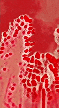 Art Augment GIF by Aleksey Efremov