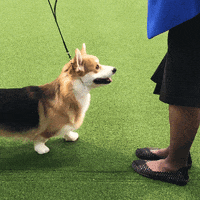 dog GIF by Westminster Kennel Club