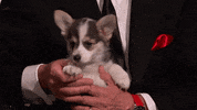 Puppy Panda GIF by ABC Network