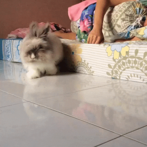 bunny snuggles GIF