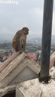 Monkeys Relaxing Above the City