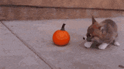 Puppy Pumpkin GIF