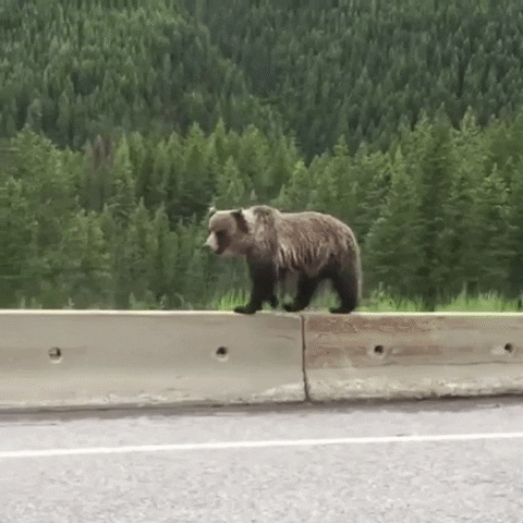 Brown Bear GIF by ViralHog