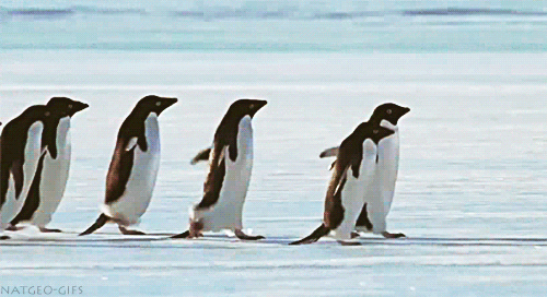 penguin GIF