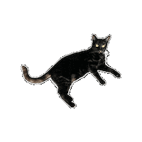 Cat Sticker by Rega Marketing