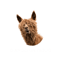 pfanneritalia sticker italia alpaca pfanner Sticker