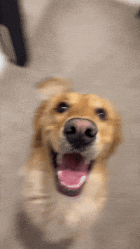 Happy Golden Retriever GIF