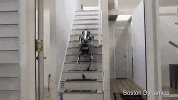 GIF by The Telegraph