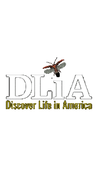 discoverlifeinamerica conservation fireflies biodiversity smokies Sticker