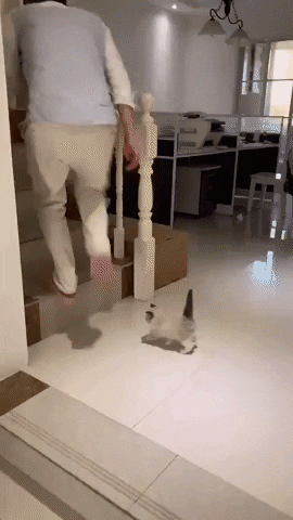 cuteanimalland giphyupload GIF