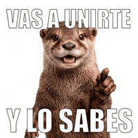 Nutria GIF by ecoembes