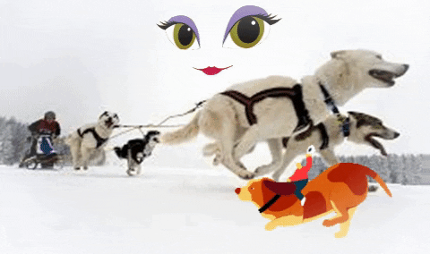 harnessbiner giphygifmaker giphyattribution dogsledrace pulldogharness pets petsupplies xbackdogharness dograce GIF
