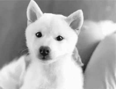 dog tongue GIF